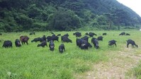 22년 3월 산지 흑염소 시세 ( 03. 04 )